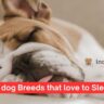 10 dog Breeds that love to Sleep