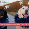 8 New Year Resolutions You Must Take For Your Pet