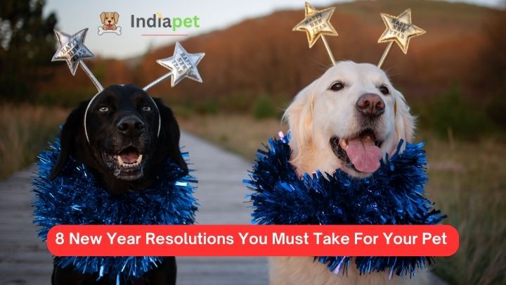 8 New Year Resolutions You Must Take For Your Pet