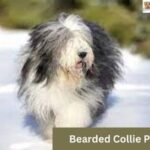 Bearded Collie Price