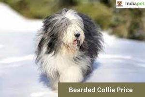 Bearded Collie Price