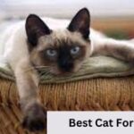 Best Cat For Home