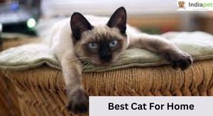 Best Cat For Home