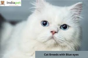 Cat Breeds with Blue eyes