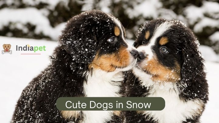 Cute Dogs in Snow