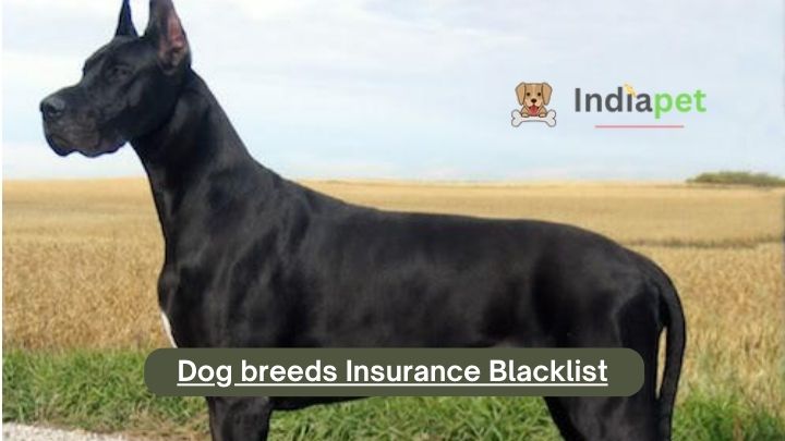 Dog breeds Insurance Blacklist