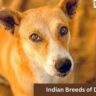 Indian Breeds of Dogs