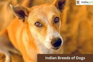 Indian Breeds of Dogs