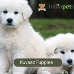 Kuvasz Puppies