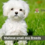 Maltese small dog Breeds