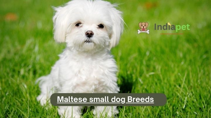 Maltese small dog Breeds