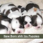 New Born shih tzu Puppies