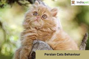 Persian Cats Behaviour