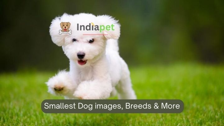 Smallest Dog images