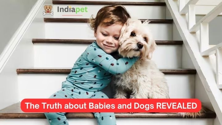 The Truth about Babies and Dogs REVEALED