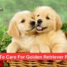 Tips To Care For Golden Retriever Puppy