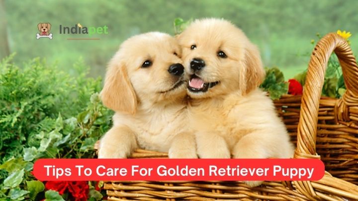 Tips To Care For Golden Retriever Puppy