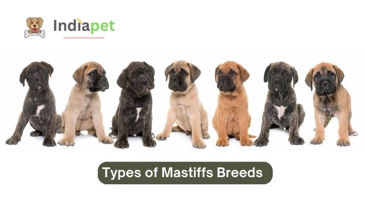 Types of Mastiffs Breeds