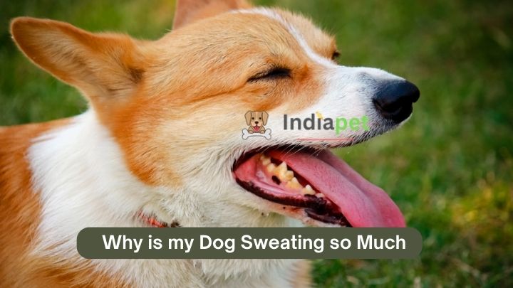 Why is my Dog Sweating so Much