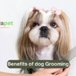 benefits of dog grooming