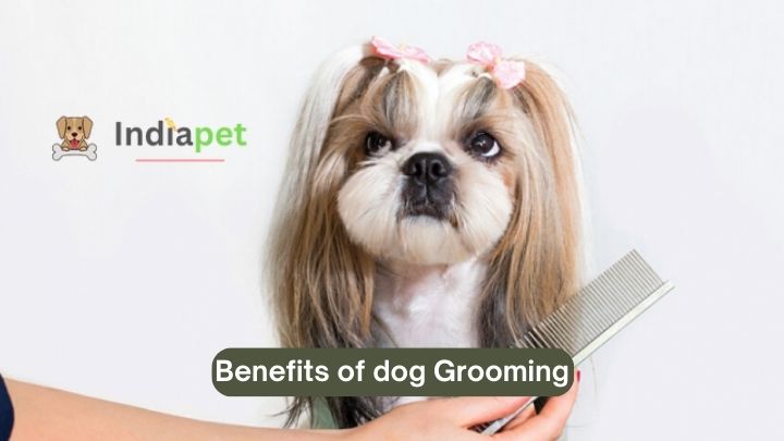 benefits of dog grooming