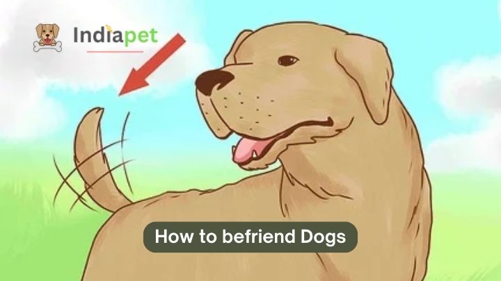 how to befriend dogs