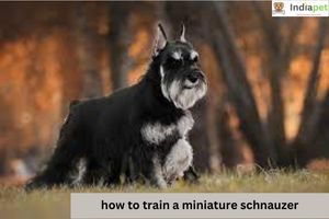 how to train a miniature schnauzer