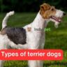 type of terrier dogs