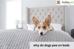 why do dogs pee on beds