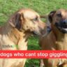 10 dogs who cant stop giggling