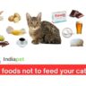 10 foods not to feed your cat