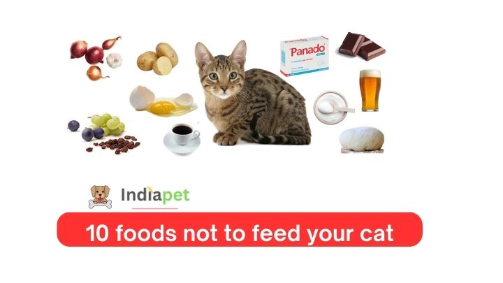10 foods not to feed your cat