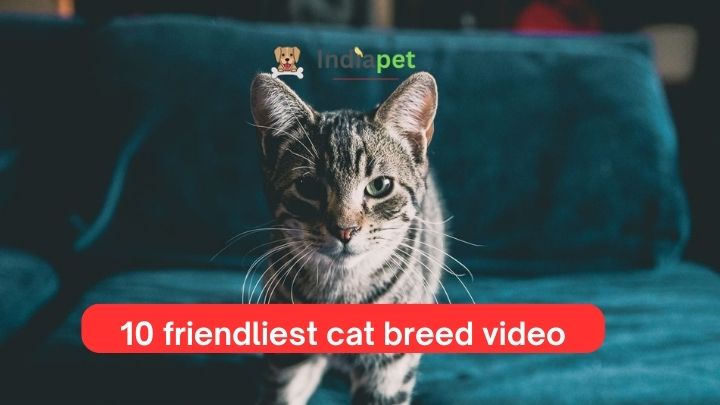 10 friendliest cat breed video