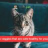 10 fruits veggies that are safe healthy for your cat