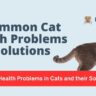 Common Health Problems in Cats and their Solution