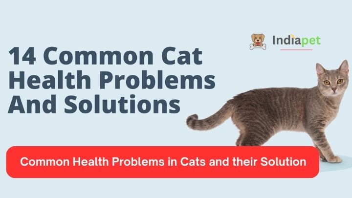 Common Health Problems in Cats and their Solution