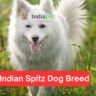 Indian Spitz Dog Breed