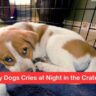 My Dogs Cries at Night in the Crate