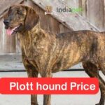 Plott hound Price