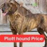 Plott hound Price