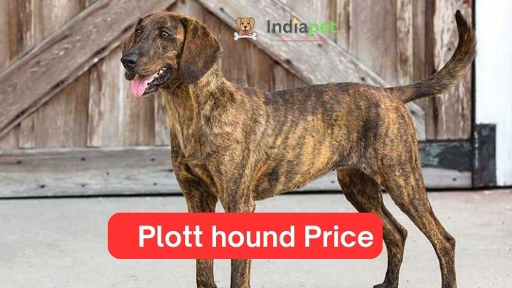 Plott hound Price