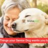 Six Things your Senior Dog wants you to Do