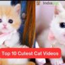 Top 10 Cutest Cat Videos