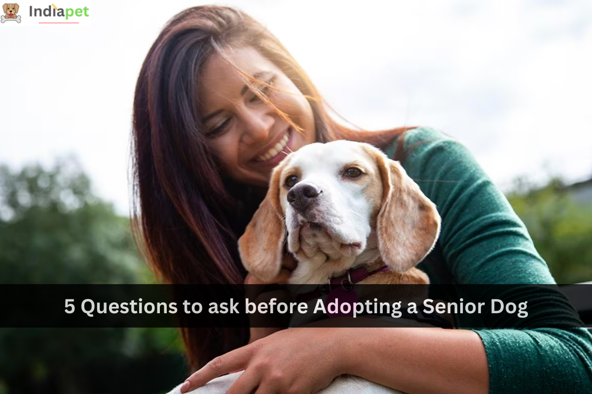 5 Questions to ask before Adopting a Senior Dog