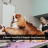 6 Health benefits of Regular Dog Grooming