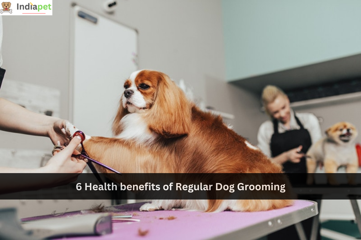 6 Health benefits of Regular Dog Grooming