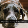 6 Tips to Keep Your Dogs Healthy and Happy