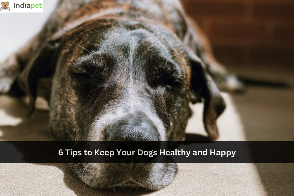 6 Tips to Keep Your Dogs Healthy and Happy