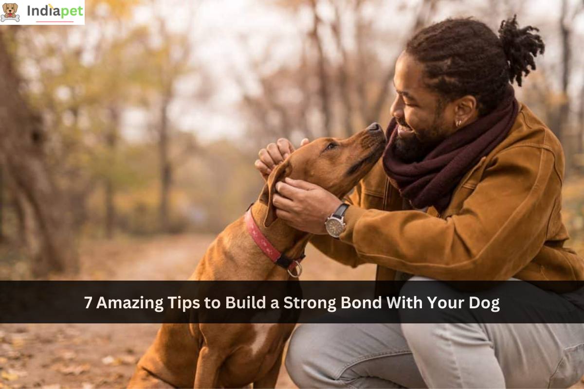 7 Amazing Tips to Build a Strong Bond With Your Dog