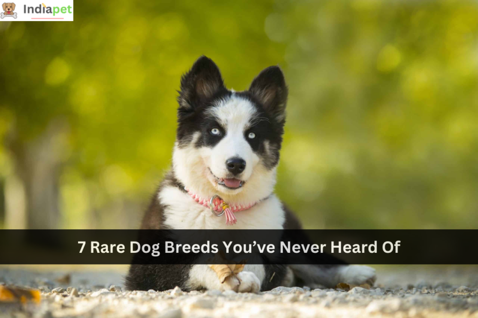 7 Rare Dog Breeds You’ve Never Heard Of